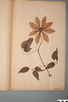 Herbier